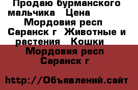 Продаю бурманского мальчика › Цена ­ 7 000 - Мордовия респ., Саранск г. Животные и растения » Кошки   . Мордовия респ.,Саранск г.